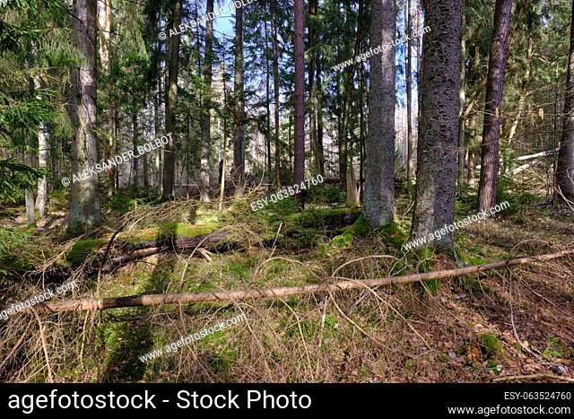 Coniferous stand with spruce in foreground with some broken ones lying next to in winter, Bialowieza Forest, Poland, Europe