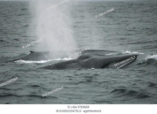 Pair of Blue whales swimming off the Azores