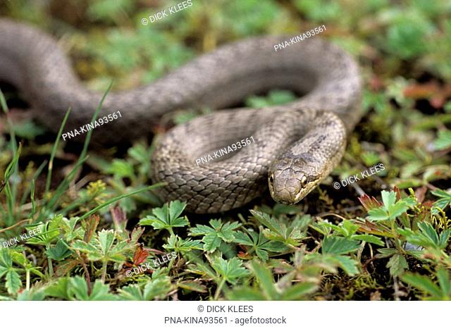 Smooth Snake Coronella austriaca