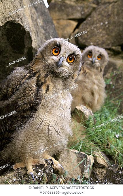 Buhos Reales, Eagle owls (Bubo bubo). Young owls after leaving nest. Northern Spain