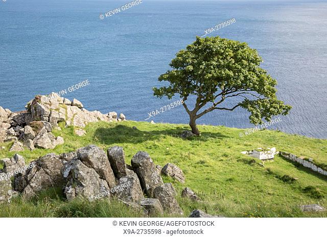 Rock and Tree, Murlough Beach; County Antrim; Northern Ireland