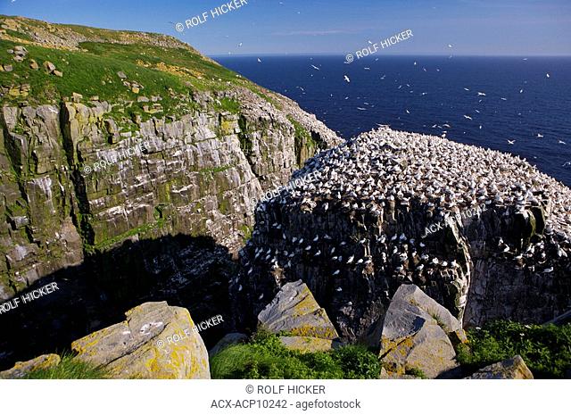 Northern Gannets, Morus bassanus, nesting on Bird Rock at the Cape St Mary's Ecological Reserve, Cape St Mary's, also known as The Cape, The Cape Shore