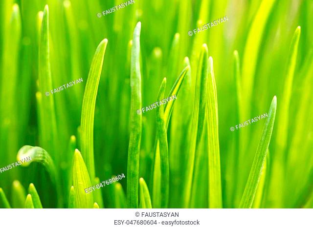 Spring grass in sun light and defocused green background. Blurred green natural background