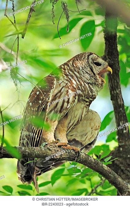 Barred Owl or Hoot Owl (Strix varia) yawning, Corkscrew Swamp Sanctuary, Florida, USA