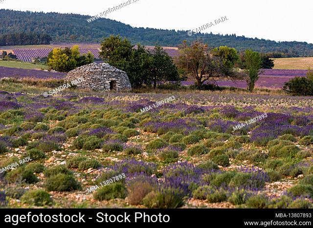 Borie, a typical Provencal stone hut in dry construction, in the lavender fields near Ferrassières, evening light, France, Auvergne-Rhône-Alpes