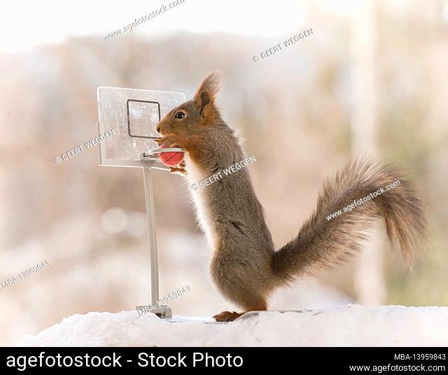 red squirrel is holding a basketball with backboard