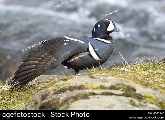 Harlequin Duck (Histrionicus histrionicus), adult male stretching a wing, Northeastern Region, Iceland