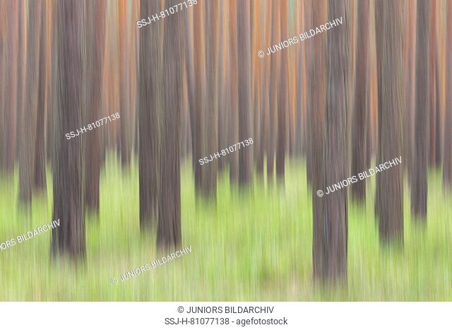Scots Pine (Pinus sylvestris), forest. Saxony, Germany
