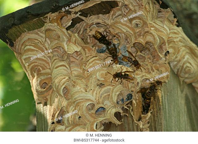hornet, brown hornet, European hornet (Vespa crabro), hornet nest at on nest box, Germany