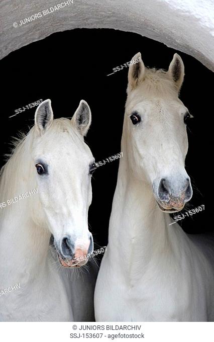 two Lipizzan horses - portrait