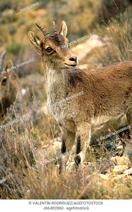 Spanish Ibex (Capra pyrenaica). Spain
