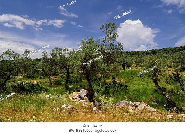 abandoned olive grove on the Peloponnese, Greece, Peloponnese, Laconia