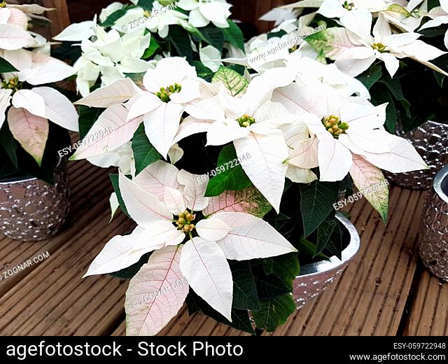 Weihnachsstern, Euphorbia pulcherrim, Princettia