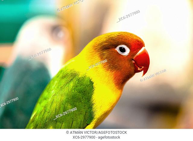Close up of yellow-collared lovebirds