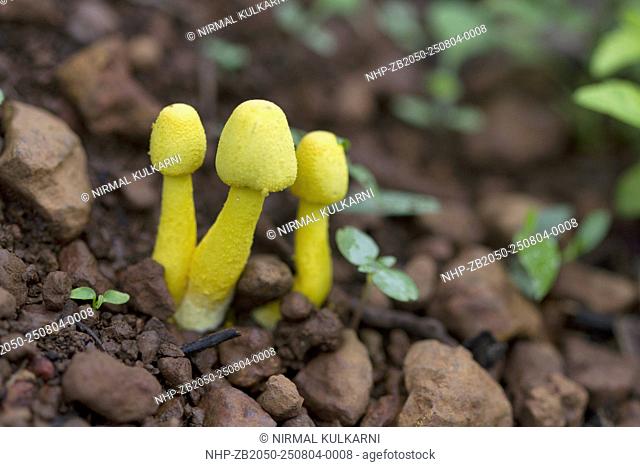 Unidentifed species of mushroom growing on Laterite Plateau, Goa, India