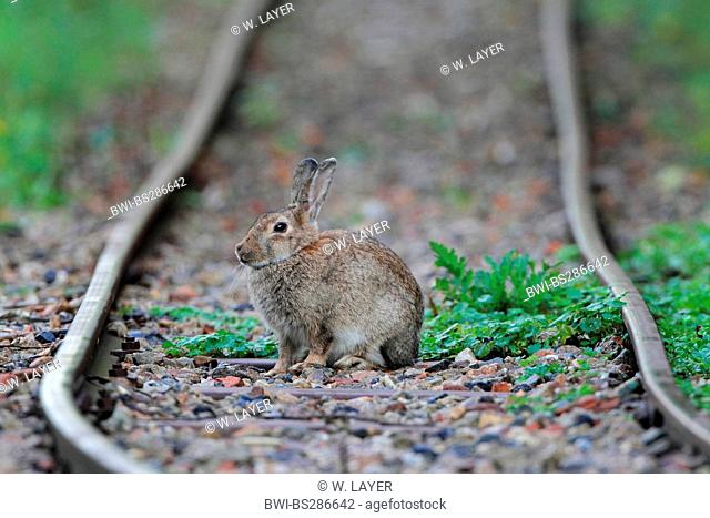 European rabbit (Oryctolagus cuniculus), sitting on a railway track, Germany