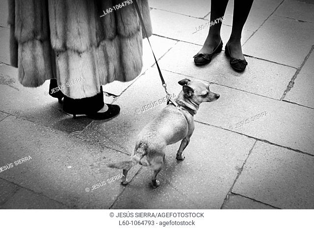 Dog in Venice, Italy