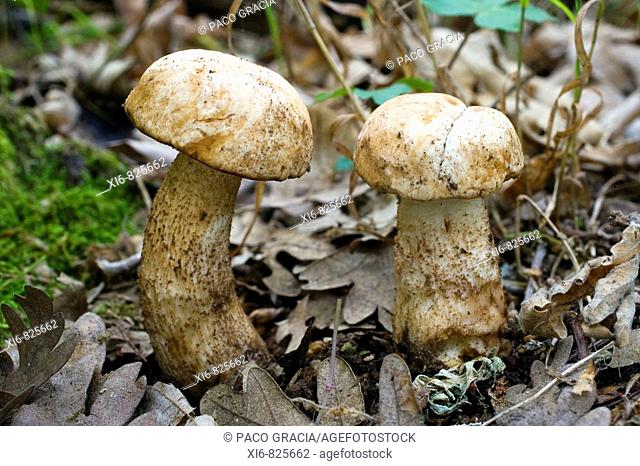 Mushroom (Leccinum scabrum avellaneum). Riaza, Segovia, Spain