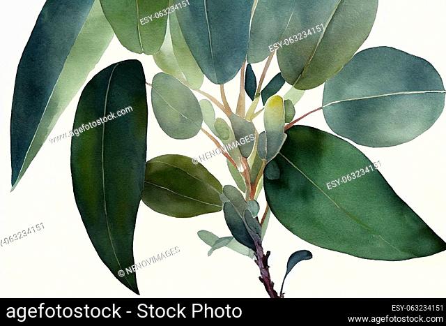 Eucalyptus globulus (Tasmanian blue gum), commonly known as southern blue gum or blue gum, is a species of tall, evergreen tree endemic to southeastern...