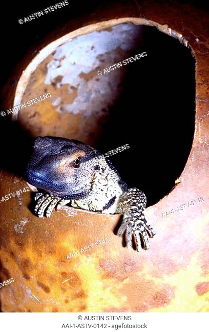Baby Rock monitor in shell, South Africa