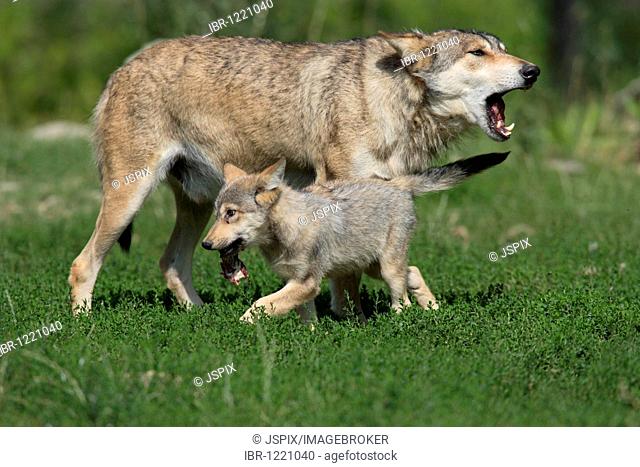 Eastern Canadian Wolf or Eastern Canadian Red Wolf (Canis lupus lycaon), adult with juvenile, eating, American habitat