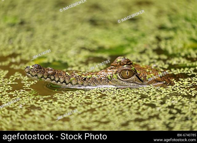 Australia Crocodile (Crocodylus johnsoni), juvenile, in water, portrait, captive, Australia, Oceania