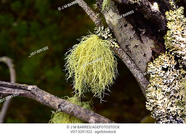 Beard lichen (Usnea hirta) is a fruticulose lichen. This photo was taken in Muniellos, Biosphere Reserve, Asturias, Spain