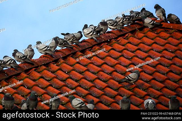 22 de octubre de 2023, Saxony-Anhalt, Dessau-Roßlau: Numerosos palomas poblan una cresta de techo. La paloma callejera se considera un sucesor cultural y se ha...