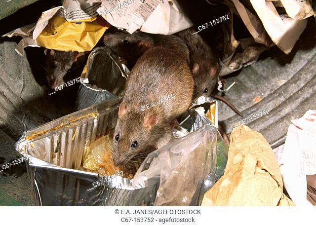Brown Rats (Rattus norvegicus) amongst garbage