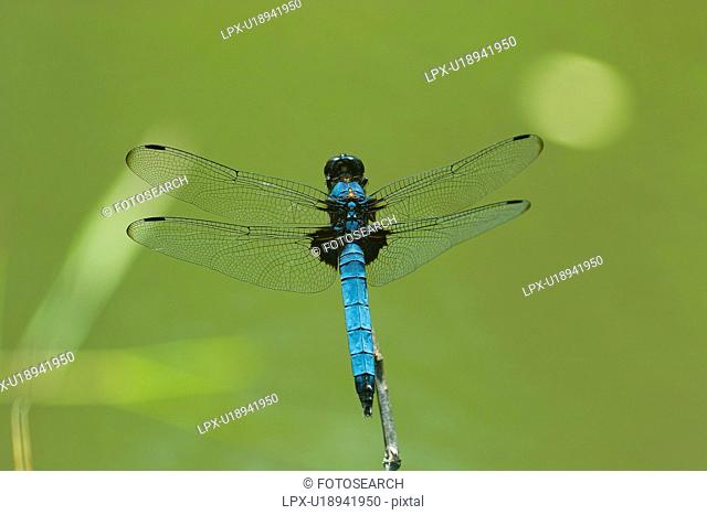 Widow Skimmer dragonfly Libellula luctuosa burmeister