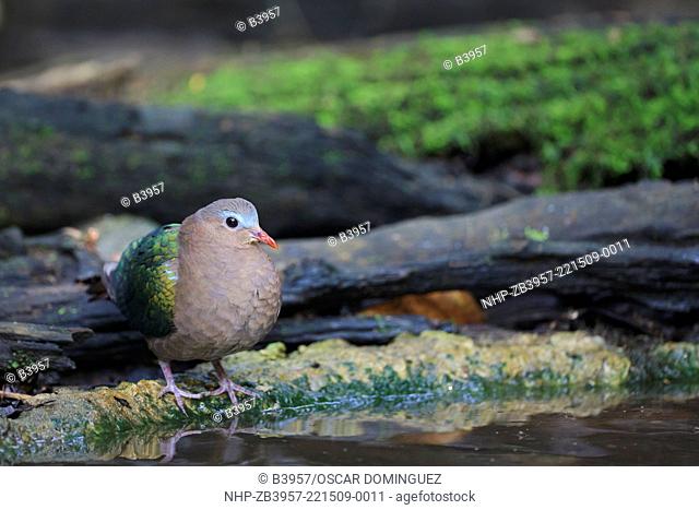 Emerald Dove (Chalcophaps indica) before bathing in a forest pool. Kaeng Krachan National Park. Thailand