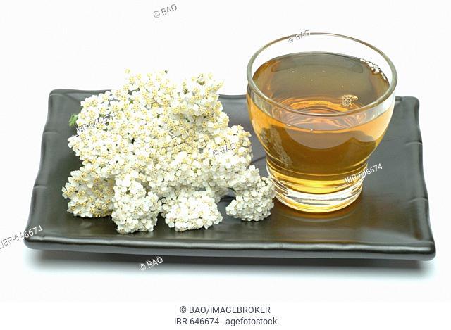 Yarrow (Achillea millefolium), herbal tea, medicinal tea