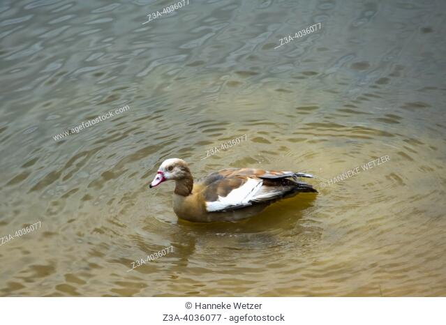 Egyptian goose (Alopochen aegyptiaca) swimming in the water