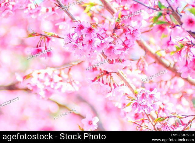 Spring time with beautiful cherry blossoms, pink sakura flowers