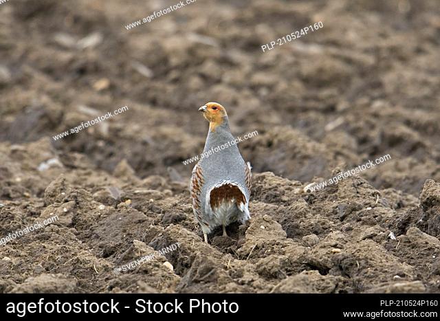 Grey partridge / English partridge / hun (Perdix perdix) male in ploughed field showing chestnut-brown horse-shoe mark on belly in spring