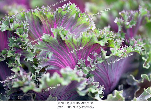 Brassica oleracea cultivar, Cabbage, Ornamental cabbage, Purple subject