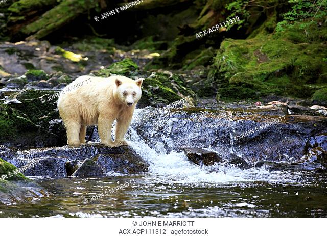 Spirit bear in the Great Bear Rainforest, British Columbia, Canada