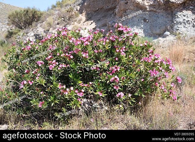 Oleander (Nerium oleander) is a poisonous shrub or small tree native to Mediterranean basin. This photo was taken in Cabo de Gata Natural Park, Almeria province