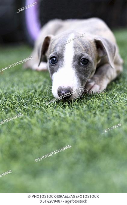 pedigree Whippet puppy on the grass