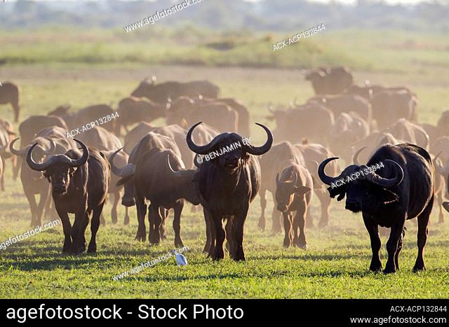 Africans buffalos, Syncerus caffer, Buffalo national park, Namibia