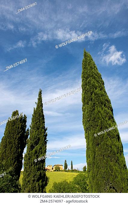 Landscape with Italian cypress trees (Cupressus sempervirens) in the Val d'Orcia near Pienza in Tuscany, Italy