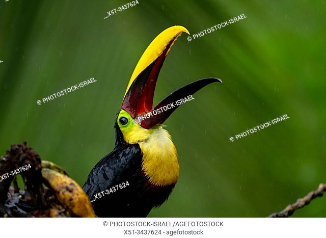 The chestnut-mandibled toucan or Swainsonâ. . s toucan (Ramphastos ambiguus swainsonii) in tropical rainforest. This bird is a subspecies of the yellow-throated...