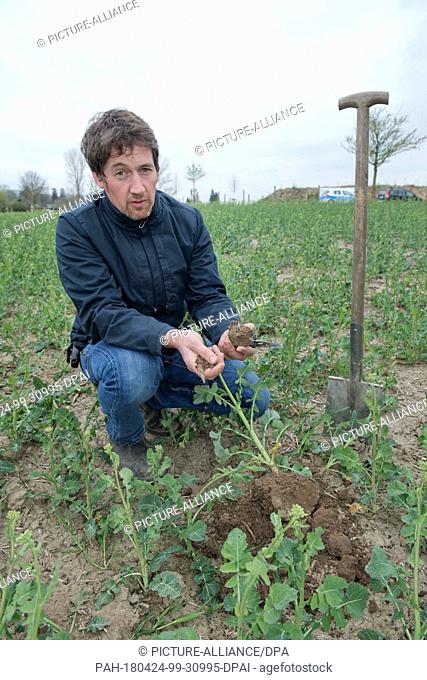 24 April 2018,  Germany, Alt-Negentin: Farmer Christian Ringenberg inspecting a plant on a rape field in case of pollen beetles