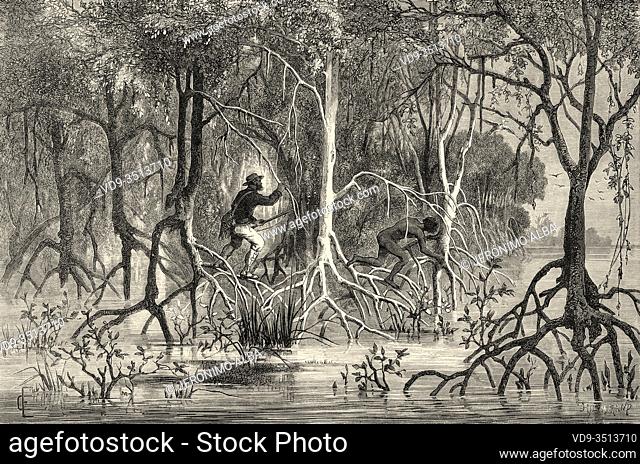 Mangrove trees, New Caledonia. Old engraving illustration, Journey to New Caledonia by Jules Garnier