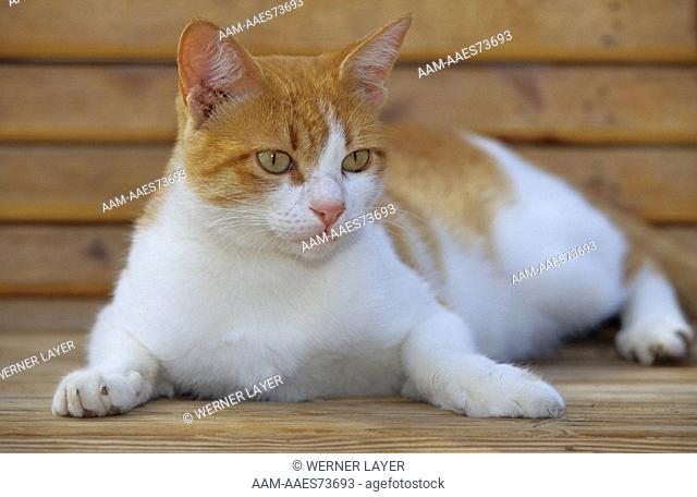 Domestic Cat on Bench