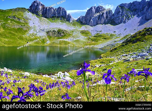 English iris flowers (Iris latifolia) and mountain glaciar lake. Ibon de Acherito route. Valles Occidentales Natural Park