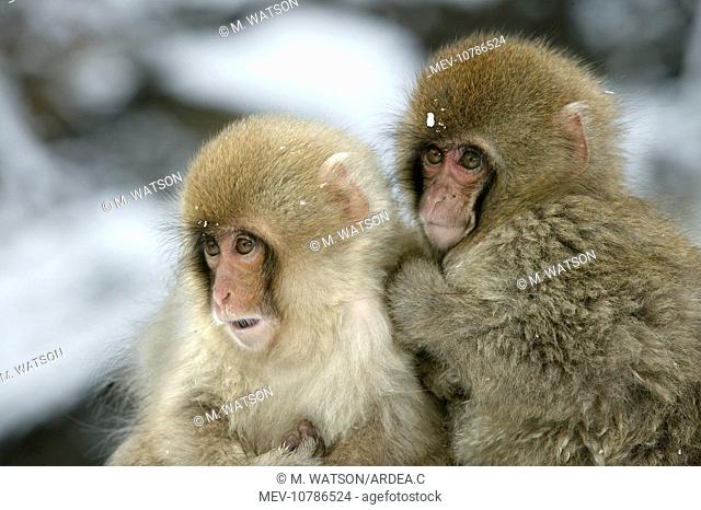 Japanese Macaque Monkey - two young (Macaca fuscata)