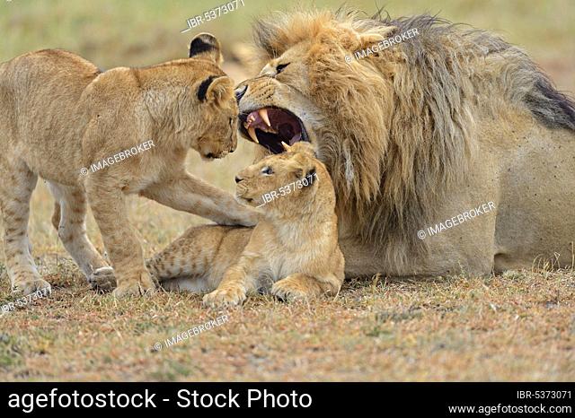 Maned lion (Panthera leo) and cubs