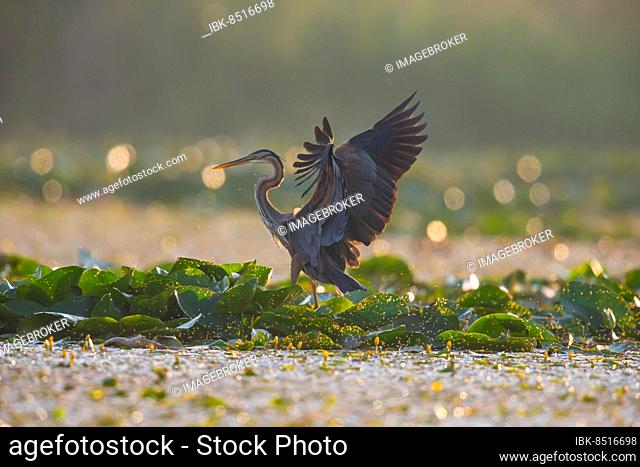 Purple heron (Ardea purpurea), the bird searches for prey in shallow water in the early morning and flies off, Hungary, Europe