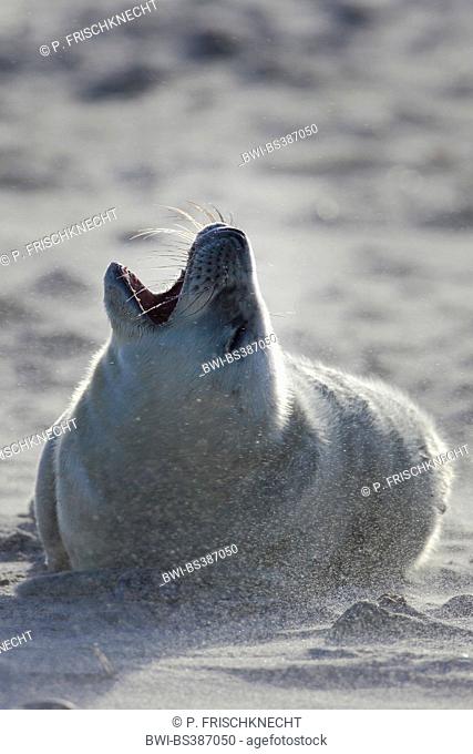 gray seal (Halichoerus grypus), juvenile in storm, Germany, Schleswig-Holstein, Heligoland